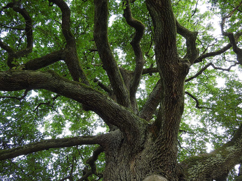 Tree Surveys and Reports, Health of Your Trees