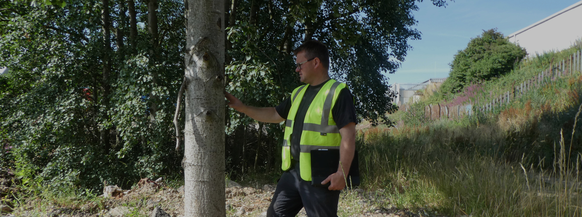 tree-surveys-to-bs-5837-2012-standard-prohort-ltd