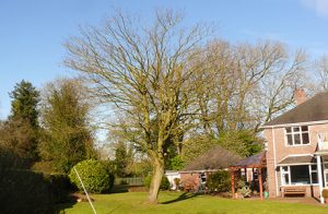 Tree Preservation Orders (TPO)