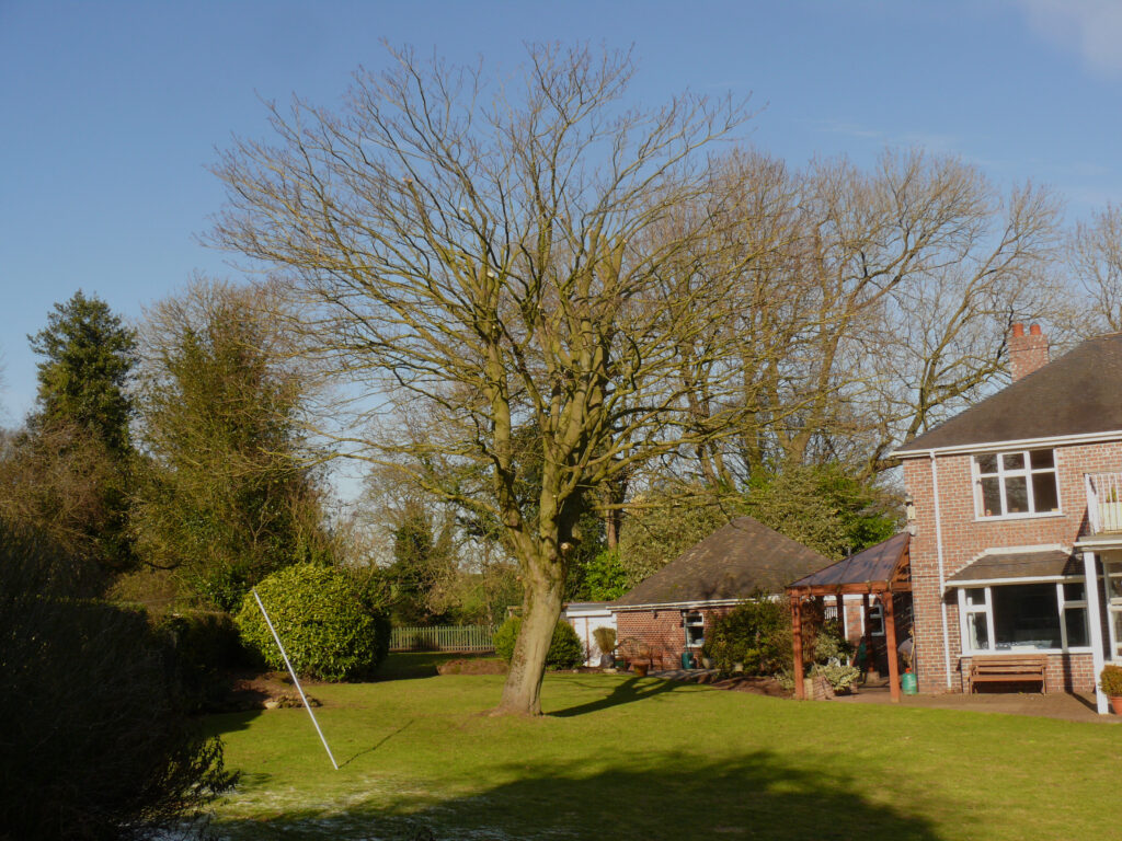 Services - Tree Preservation Orders - Large Dark - ProHort tree surveys in Derbyshire