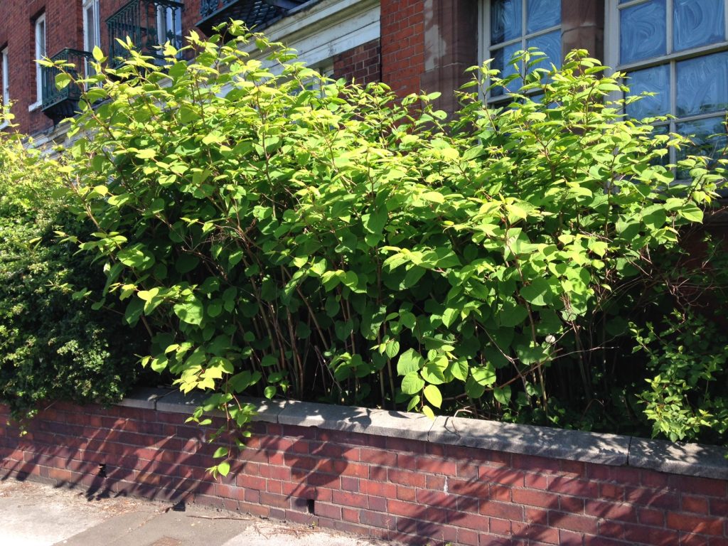 Japanese Knotweed