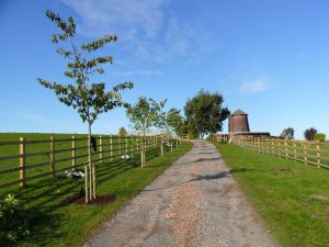 Arboricultural Impact Assessments (AIA)