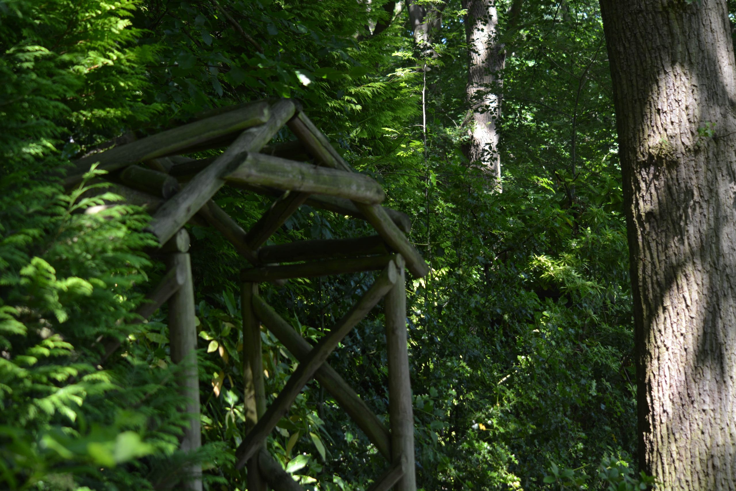 Trees and woodland area