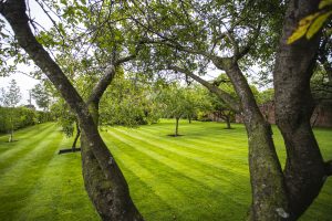 Planting Trees