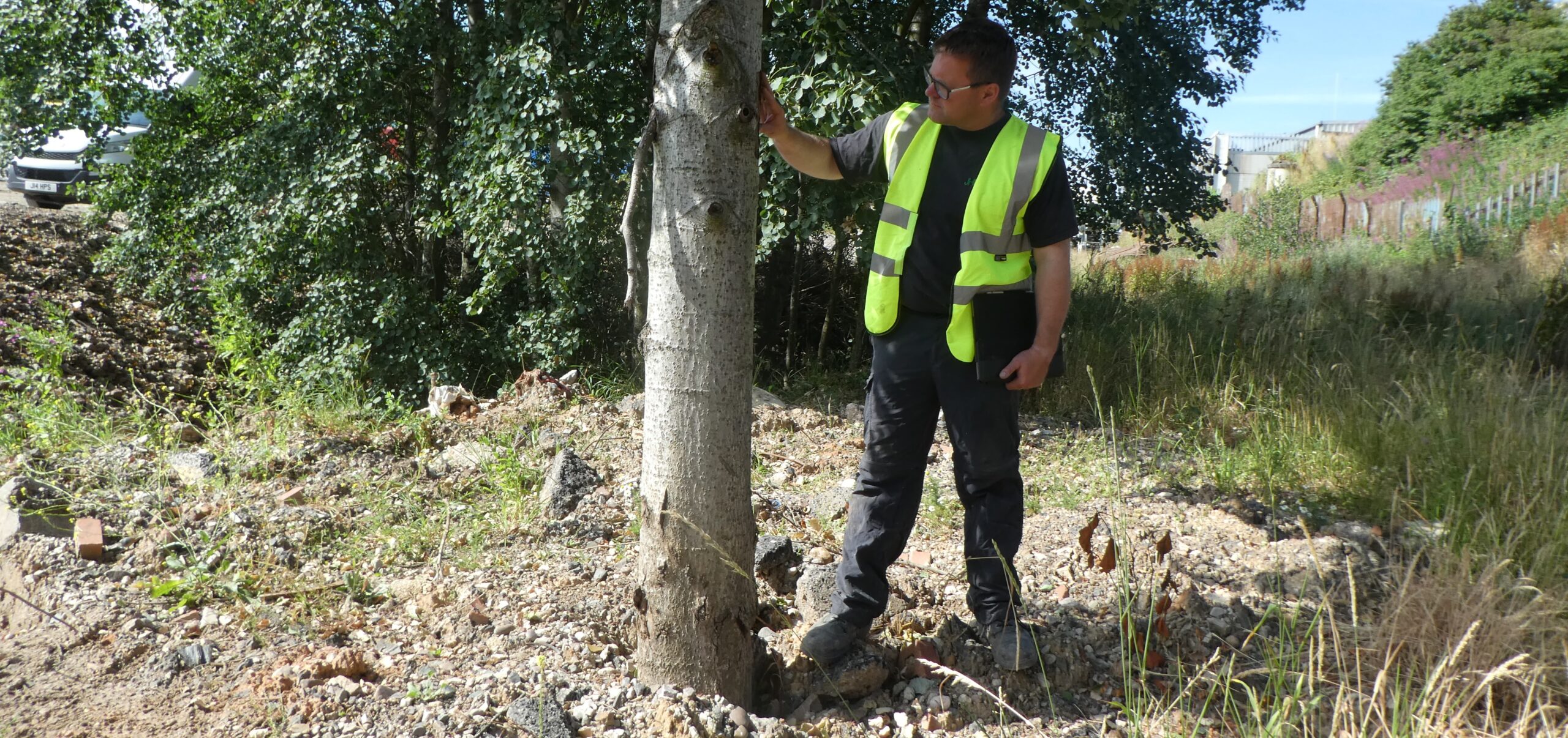 most-common-trees-in-the-uk-prohort