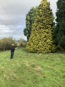 tree survey in plymouth