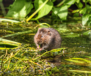 Water Vole, an endangered UK species