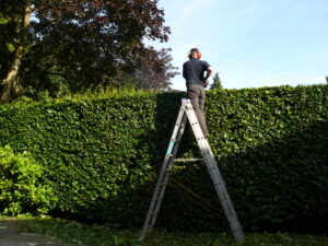 The Classic Mixed English Hedge