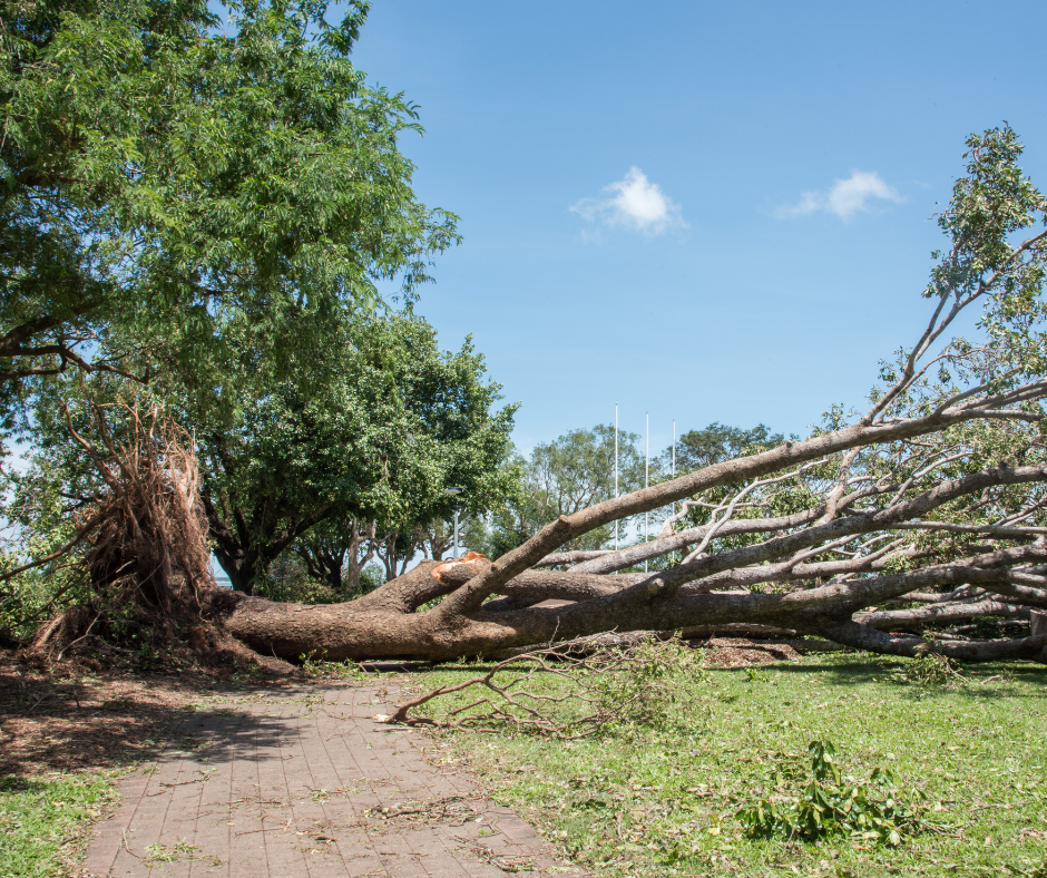 Post Storm Damage