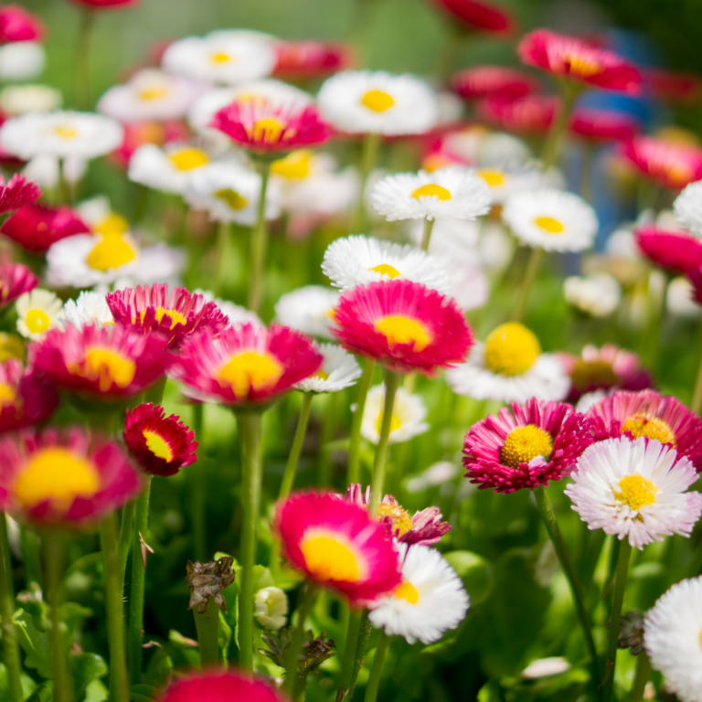 Spring plants