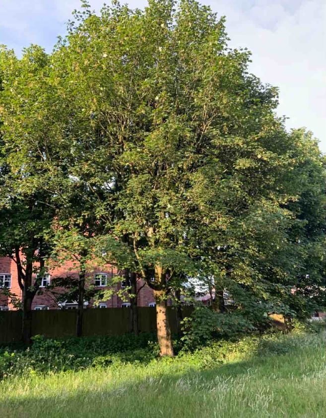 tree survey in bolton