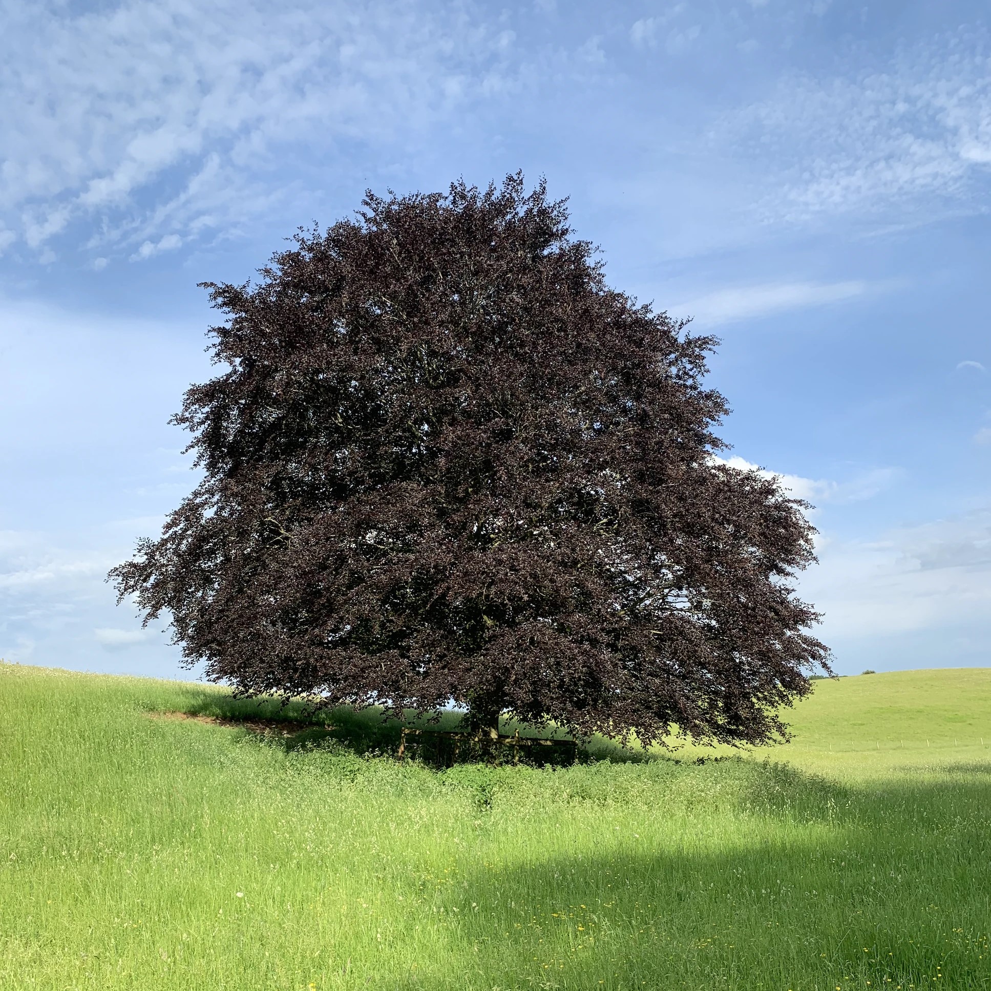 ecologically valuable trees