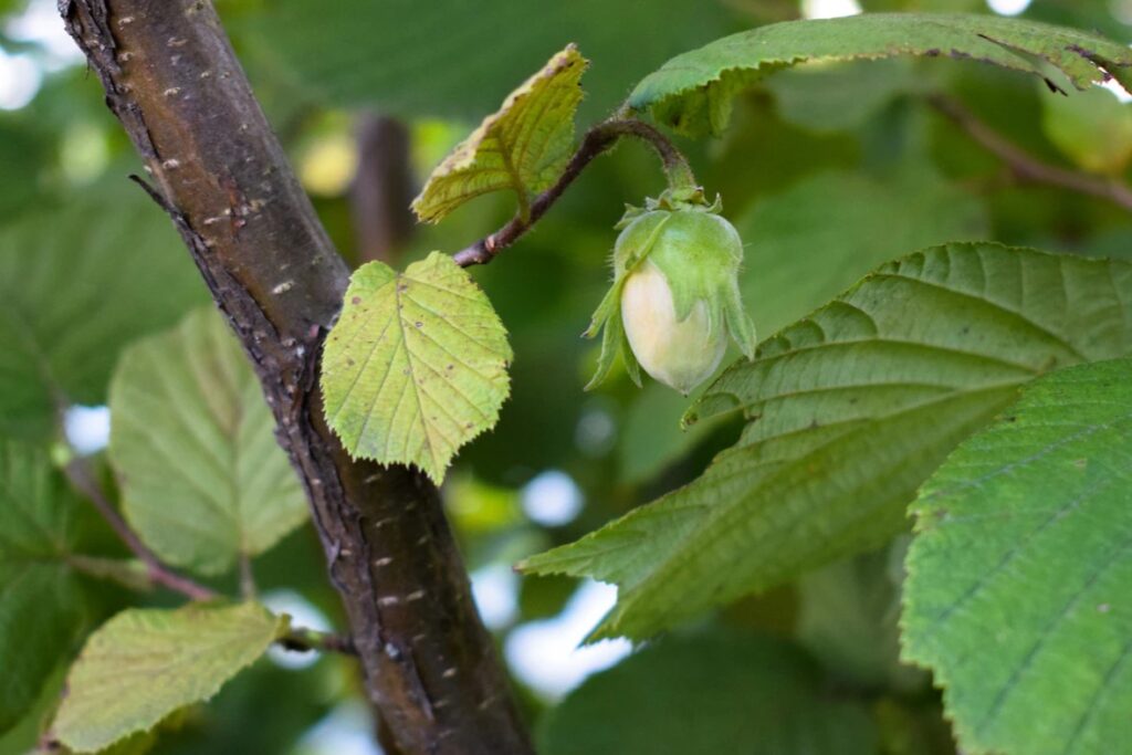 Hazel Tree