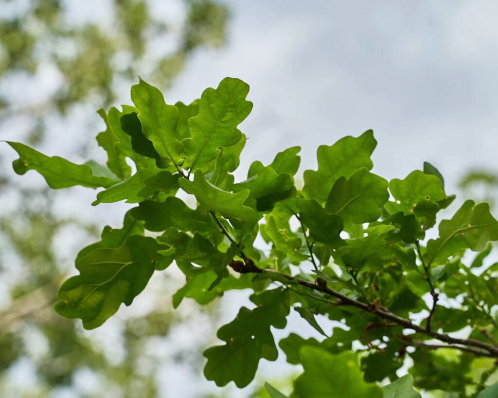 oak tree