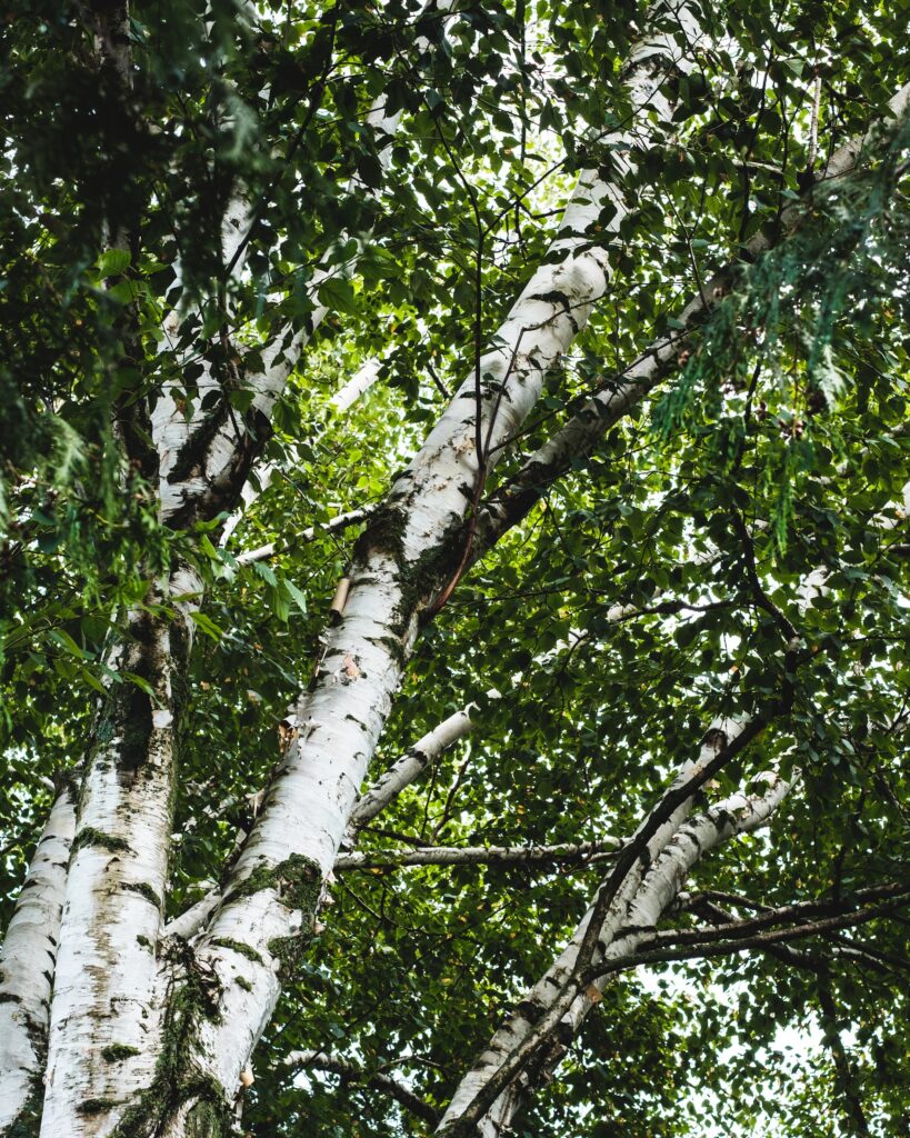 silver birch tree