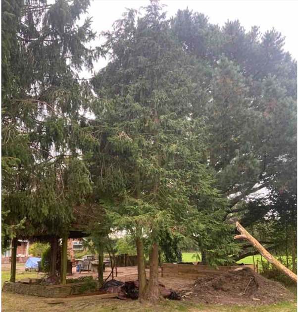 Tree Surveys in Reading - ProHort Tree Surveys in Reading