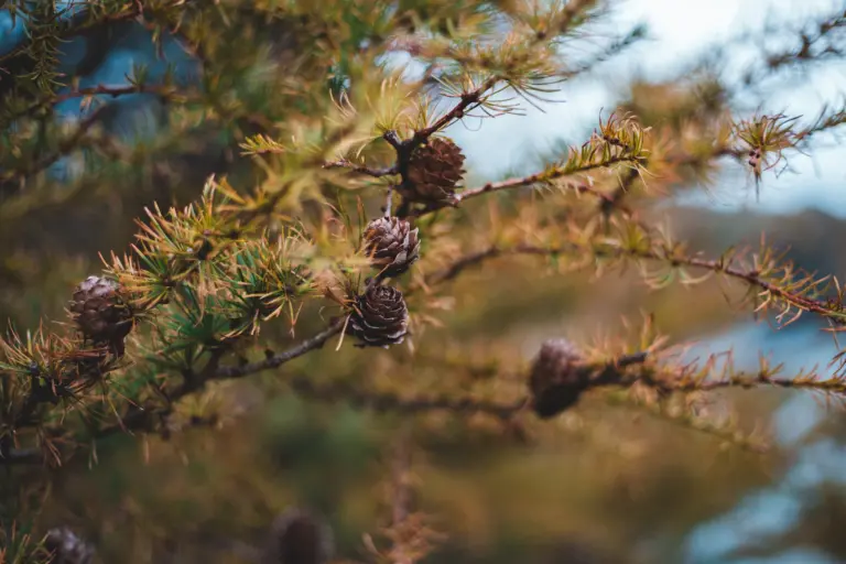 larch cones