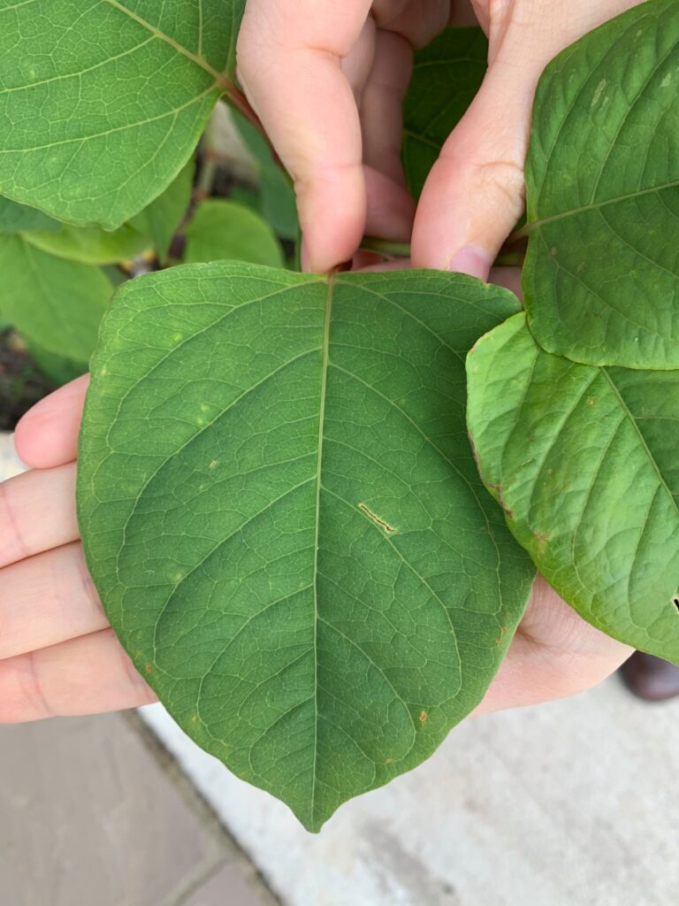 Japanese Knotweed