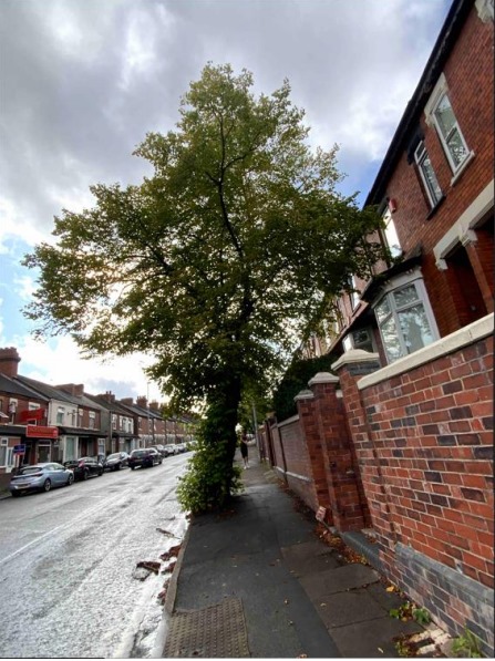 surveying trees stoke-on-trent