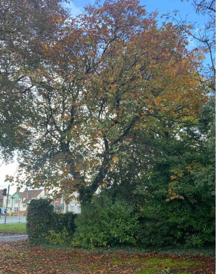 Tree Survey in Leicester - ProHort Tree Surveys in Leicester
