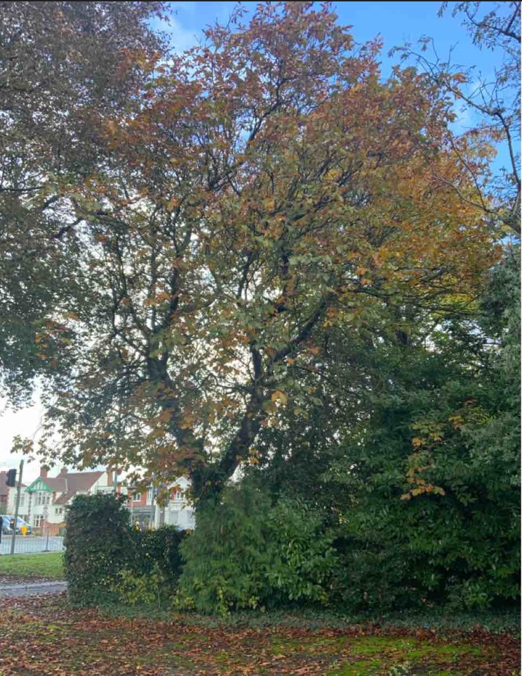 Tree Survey in Leicester - ProHort Tree Surveys in Leicester