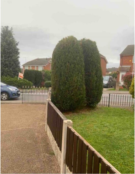 tree surveys in Barnsley