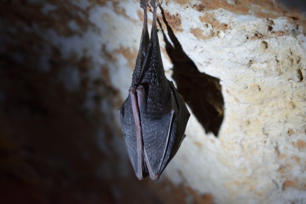 bat surveys