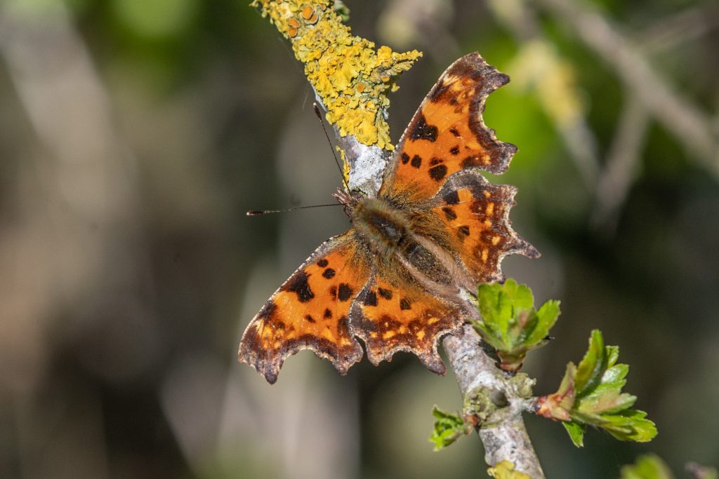 comma butterfly