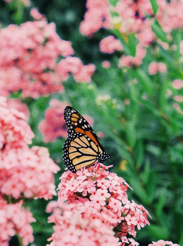 butterflies