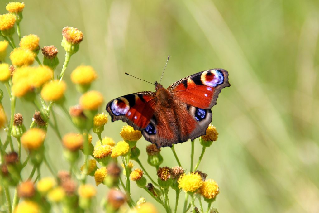 peacock butterfly