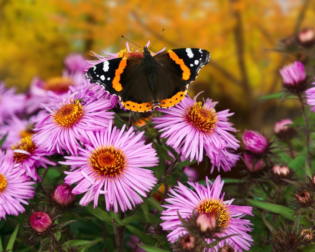 red admiral butterflies