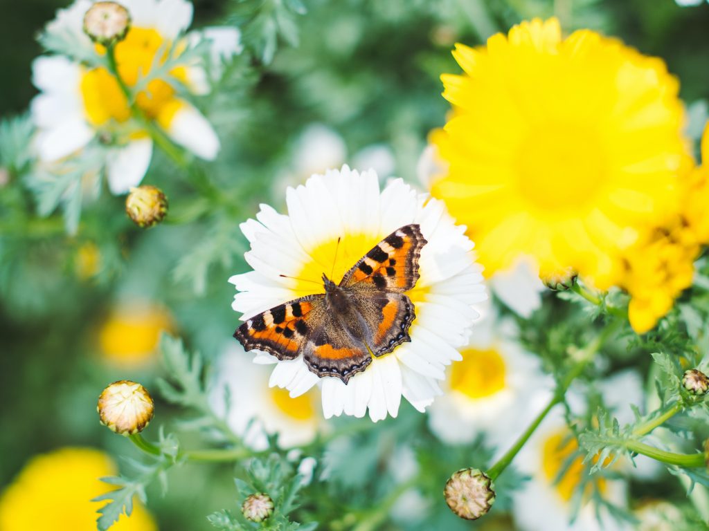 Small Tortoiseshell