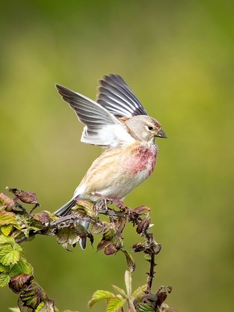 bird surveys