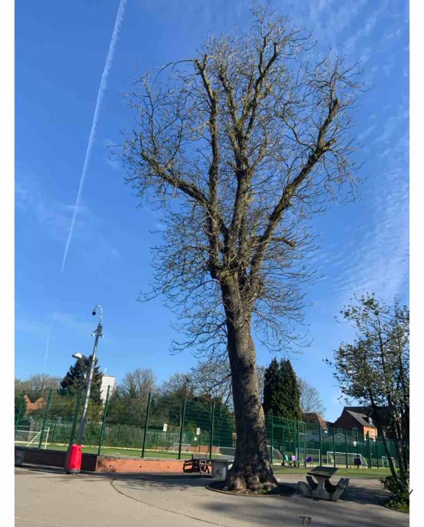 Tree Health Surveys in Schools