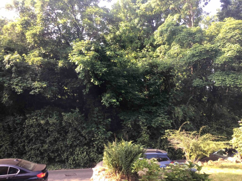 Preliminary Ecological Appraisal in Birmingham - ProHort Preliminary Ecological Appraisal in Birmingham