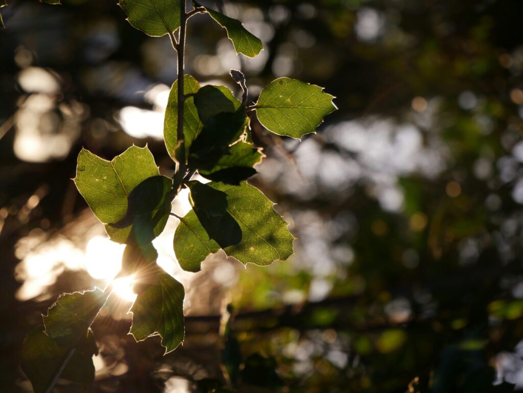 tree surveys in cornwall