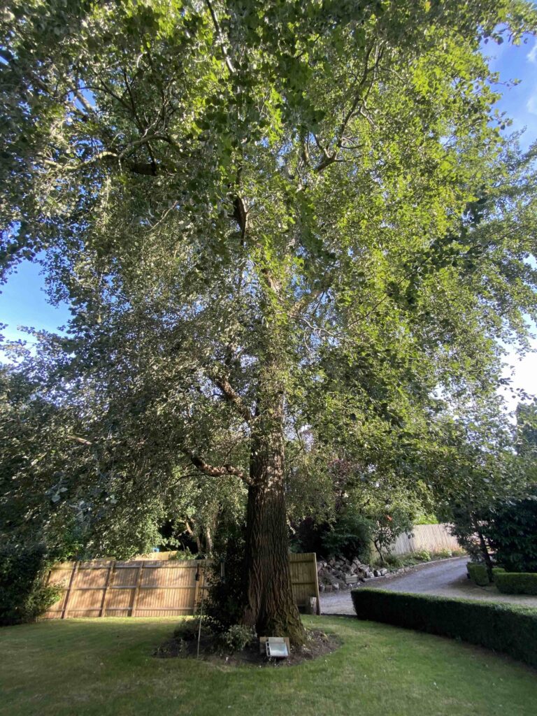 Tree Surveys in Sutton Coldfield - ProHort Tree Surveys in Sutton Coldfield