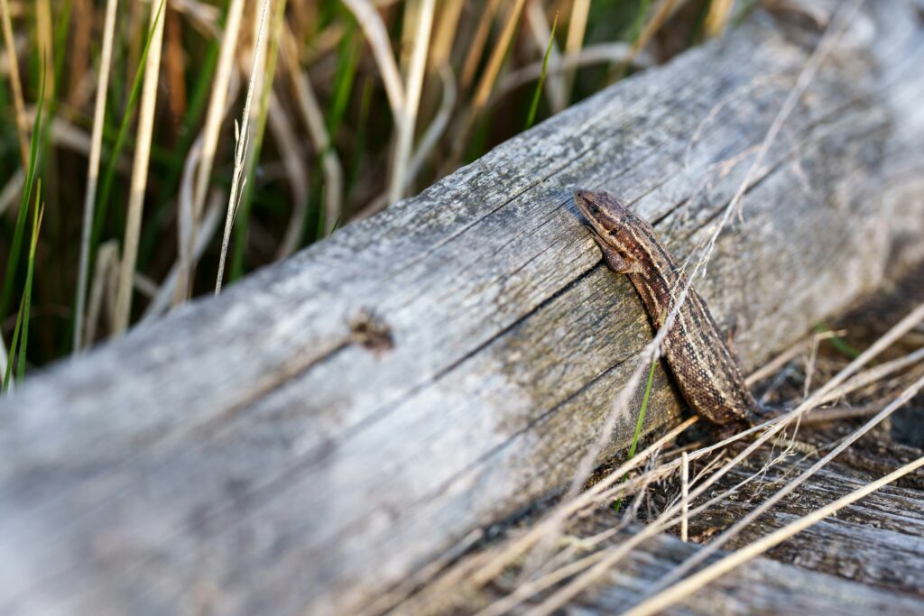 common lizard