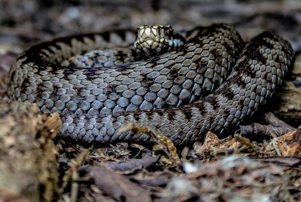 adder