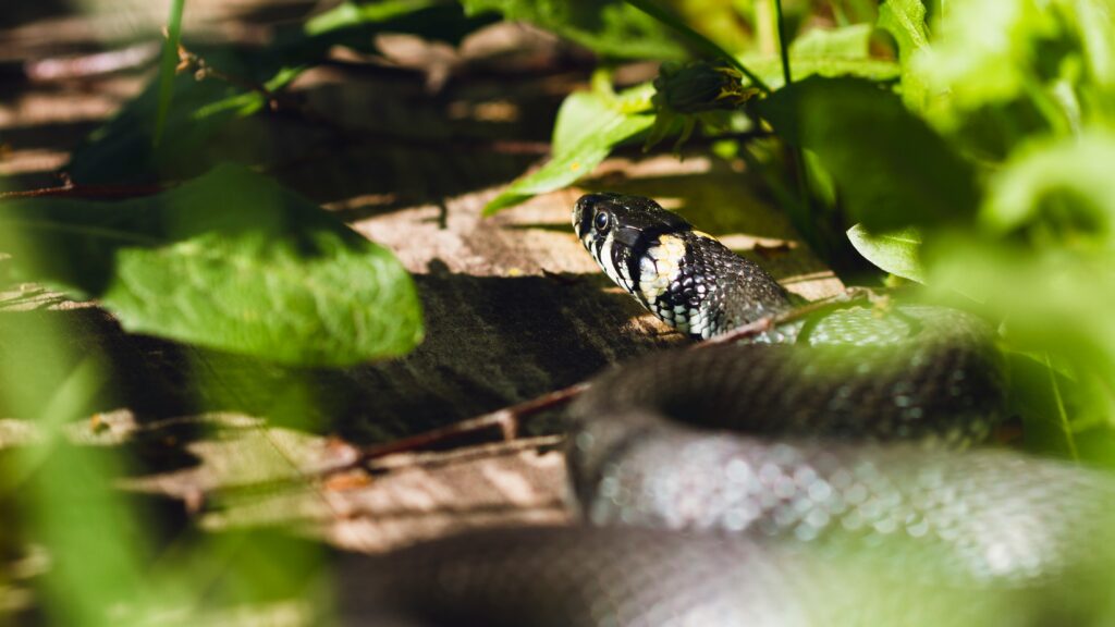 grass snake