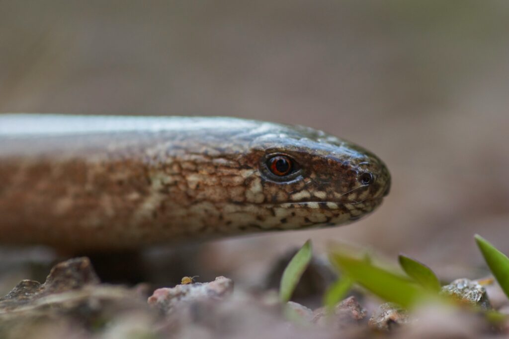 slow worm