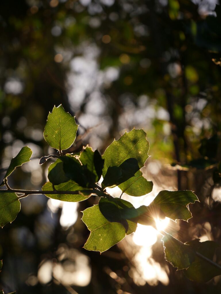 tree surveys in south yorkshire - ProHort tree surveys in south yorkshire