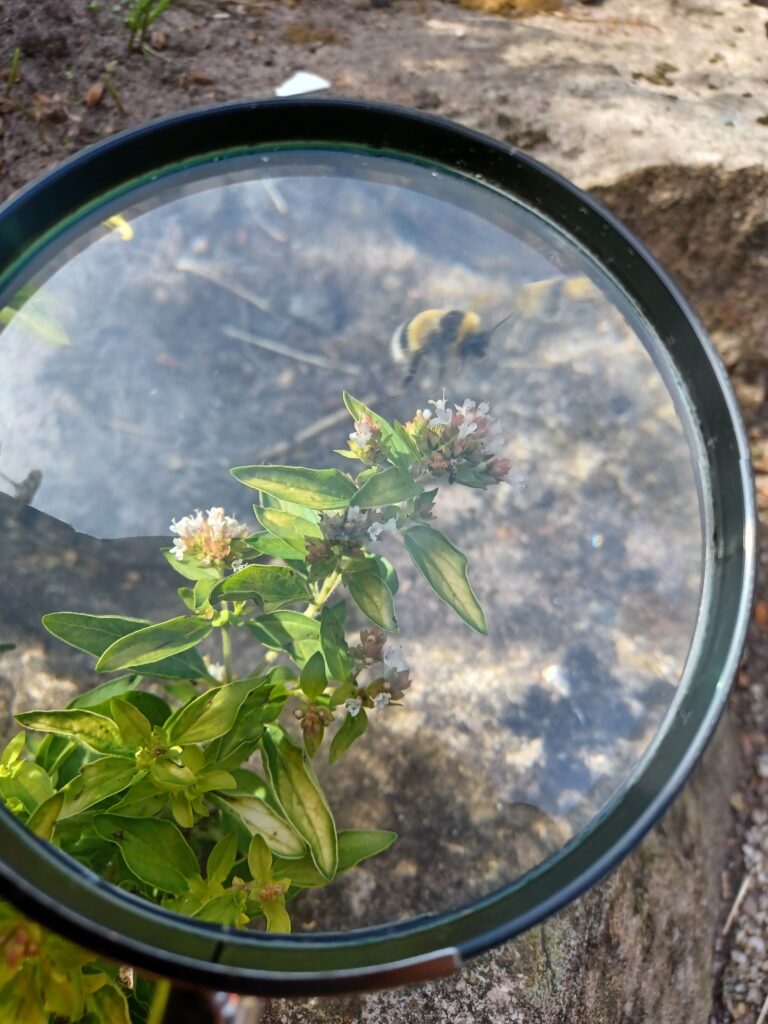 Ecology Surveys in Stone - ProHort Ecology Surveys in Stone