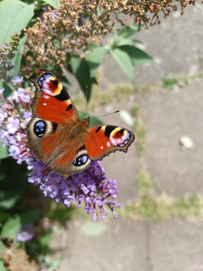 Ecology Surveys in Stockport - ProHort Ecology Surveys in Stockport