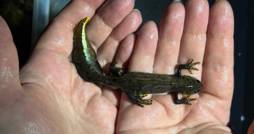 EDNA Testing for Great Crested Newts