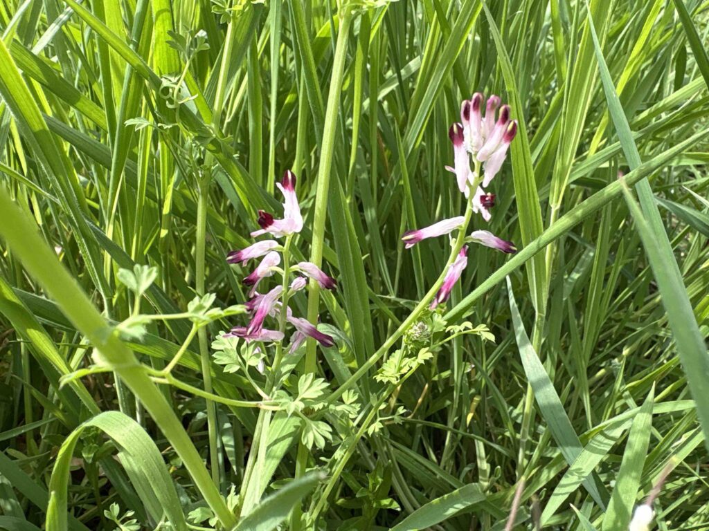 botanical surveys