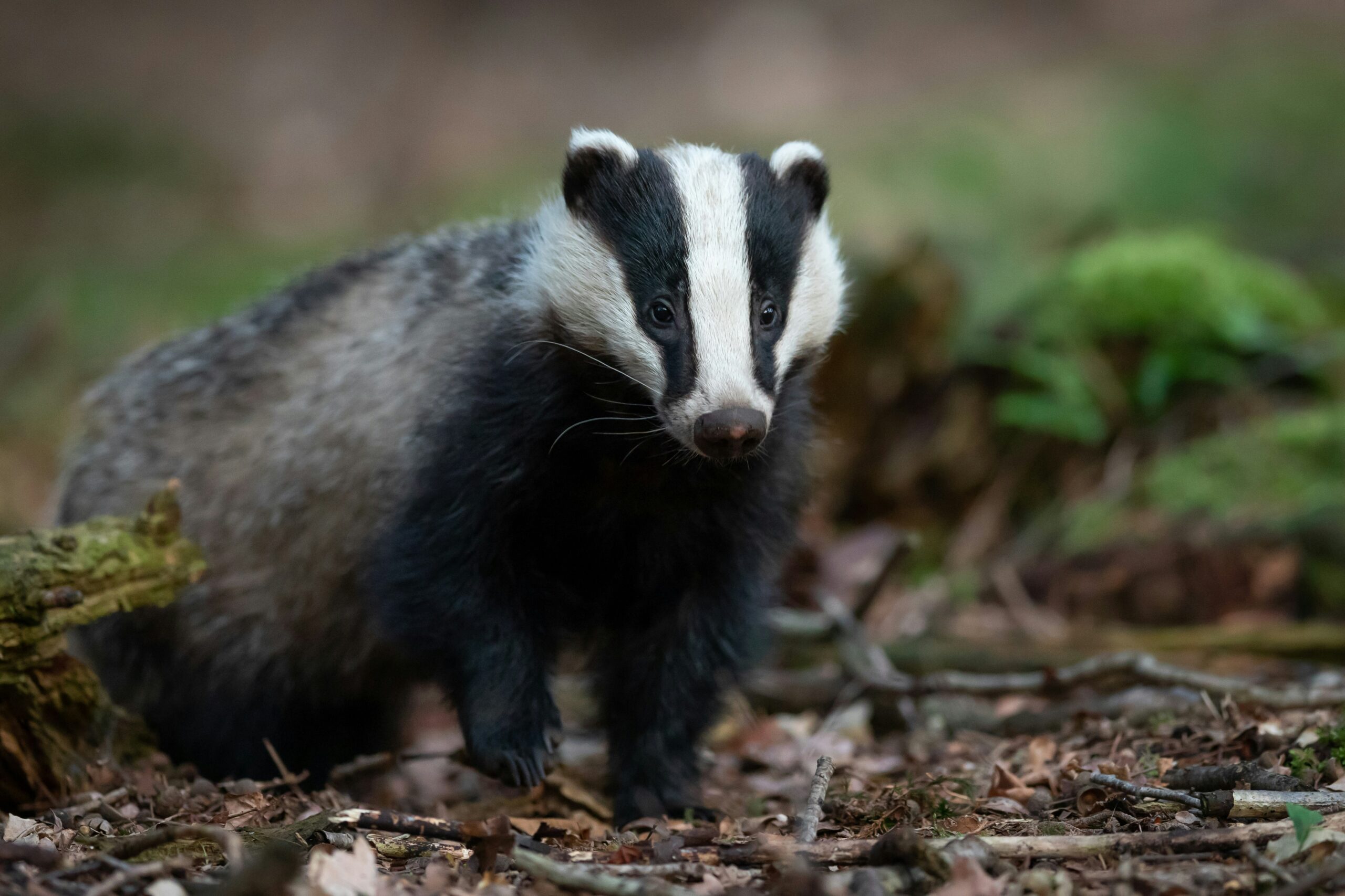 Badger Surveys - ProHort Ltd - Find Out More