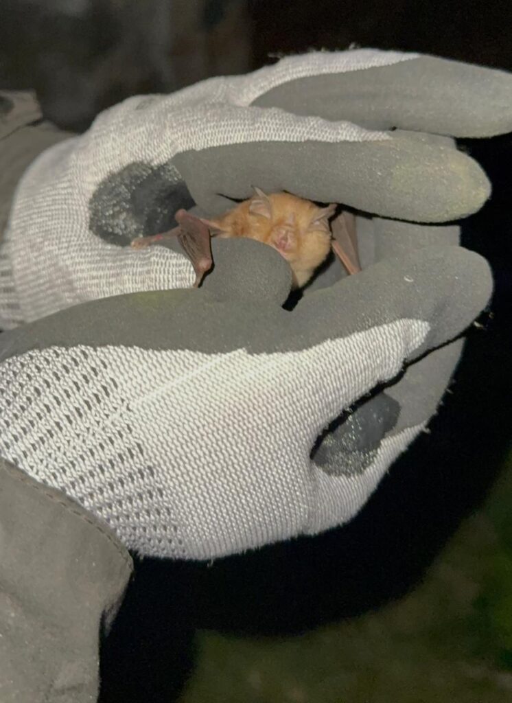 bat emergence survey