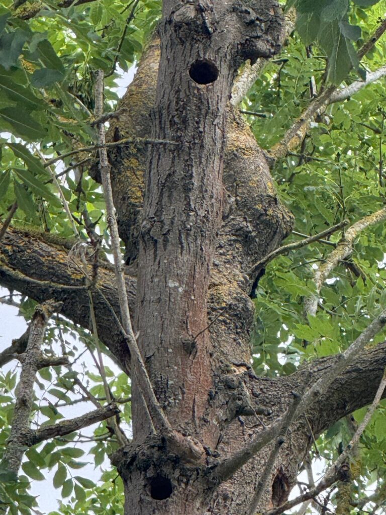 woodpecker holes in tree