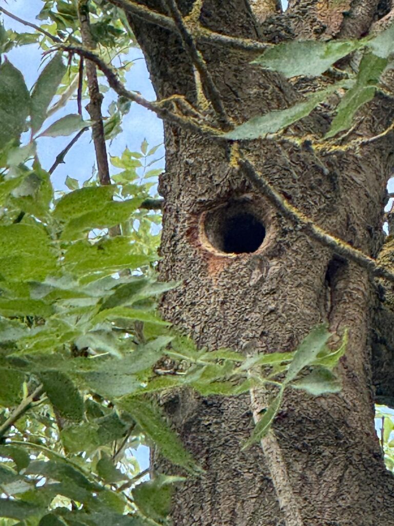 Preliminary Roost Assessment in Dudley